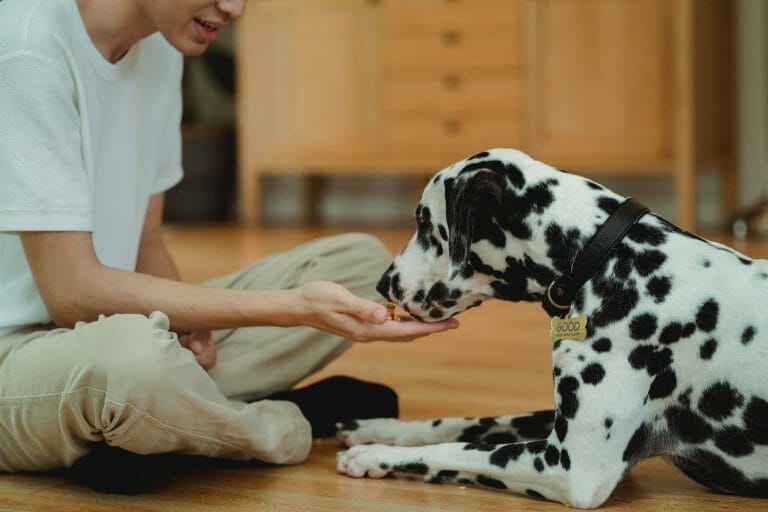 Can Dogs Eat Pop Rocks? What You Need to Know