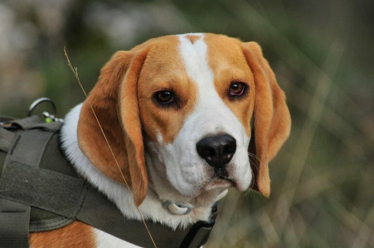 Beagle 101: The Essential Guide