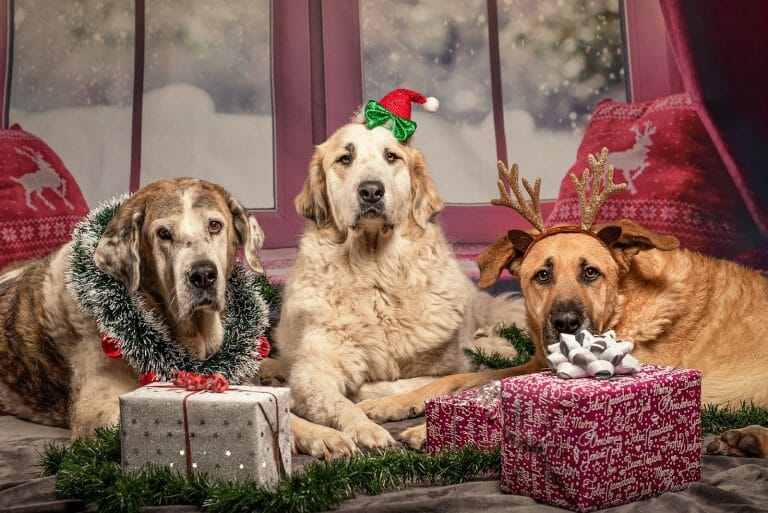 Dog Christmas Photo Ideas: 12 Archived Inspirations 