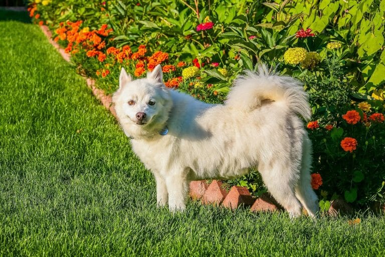 American Eskimo Dog vs Japanese Spitz: Are They Different At All?