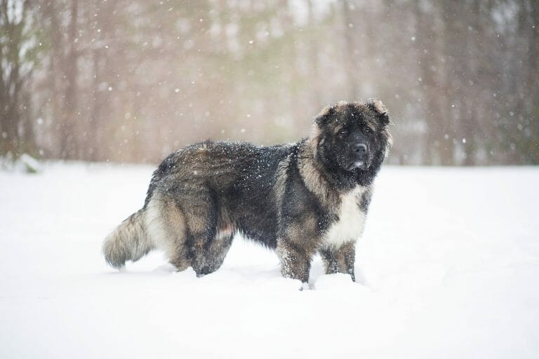 Ovcharka Caucasian Mountain Dog vs Lion: Who Has the Edge?