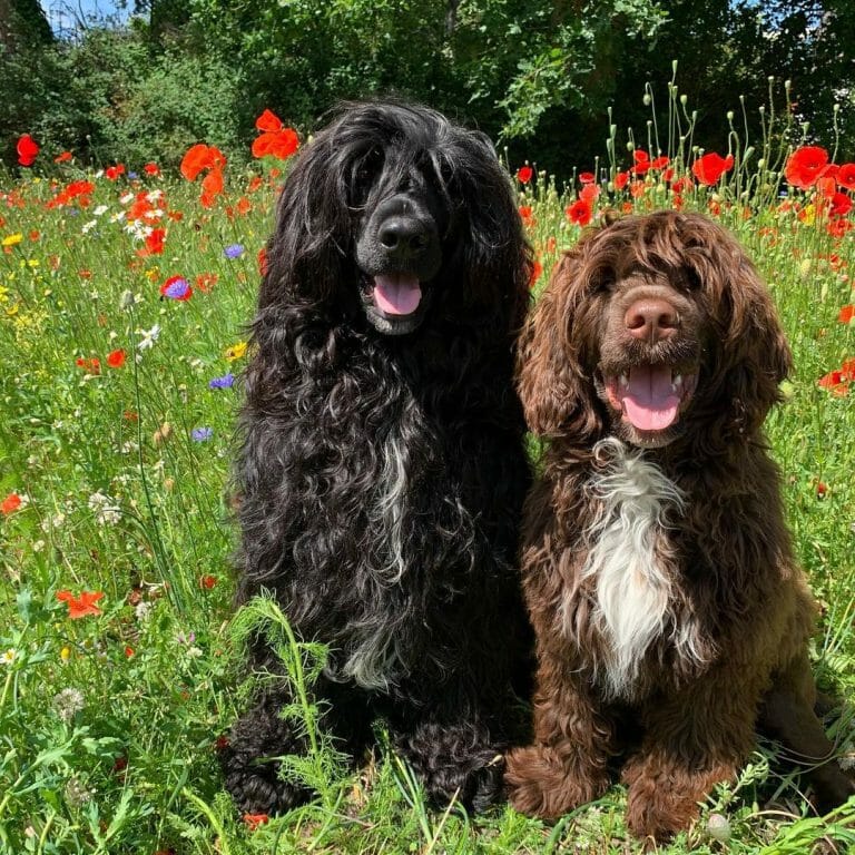 Are Portuguese Water Dogs Good for Apartments? All You Need to Know