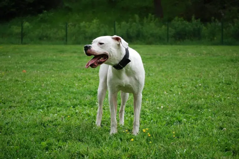 Dogo Argentino 101: The Essential Guide
