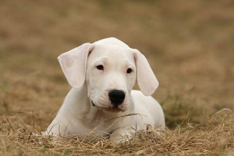 How Much Does a Dogo Argentino Cost? 2022’s Latest Price Guide