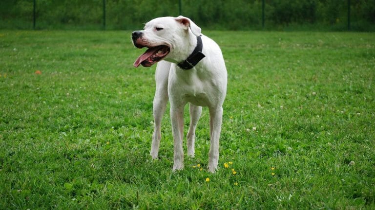 What Breeds Make a Dogo Argentino? Facts & FAQs