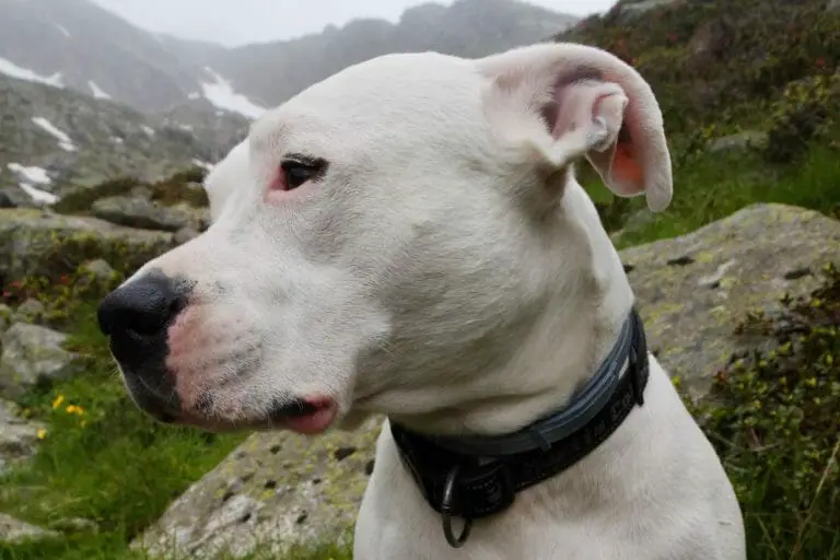 Is a Dogo Argentino a Pitbull? The Answers You Need
