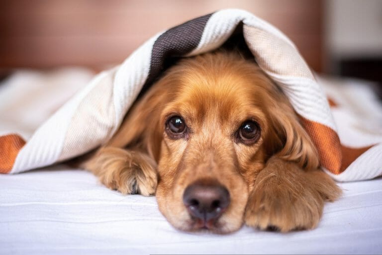 Does My Dog Need a Blanket at Night? 4 Reasons Why They Do