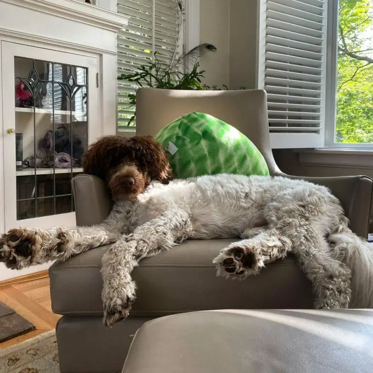 Are Portuguese Water Dogs Good for Families? What You Need to Know