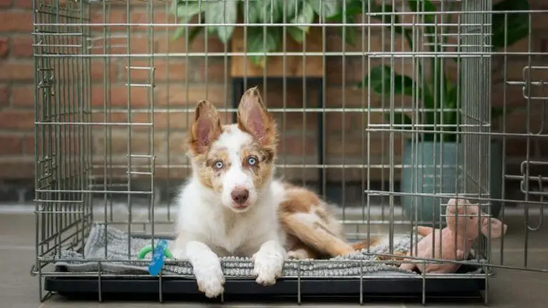 Dog Crate Ideas: 11 Crate Designs You’ll Love