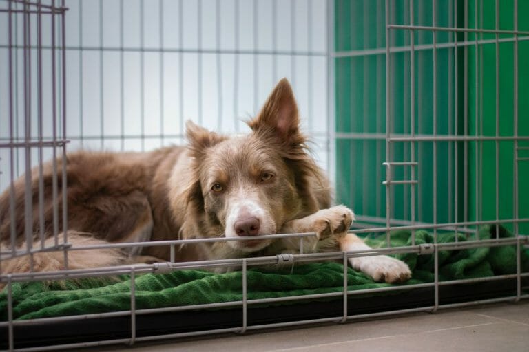 Indoor Dog Kennel Ideas: 11 Styles For Your Dog