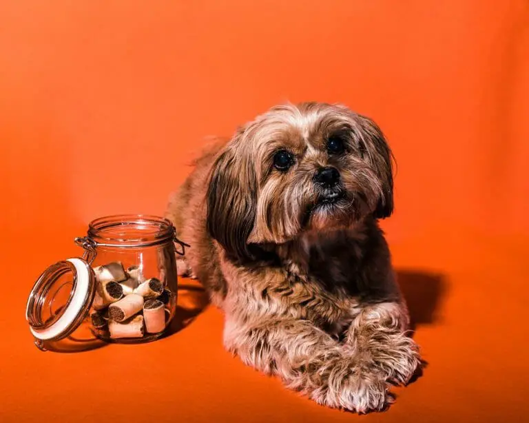 Most Expensive Dog Treats: 13 Pricey Dog Snacks