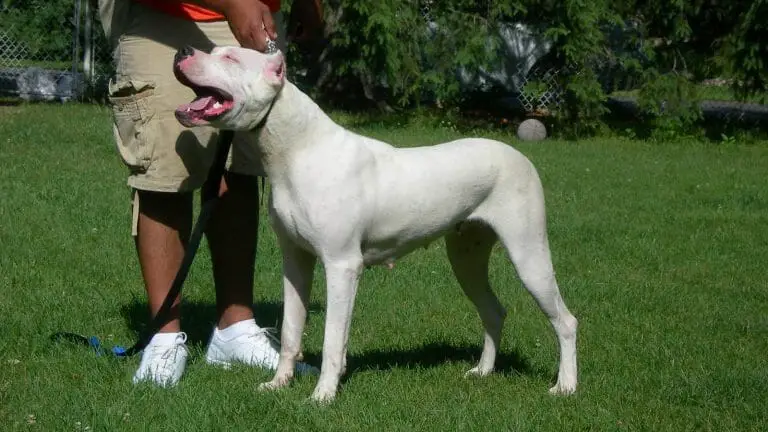 How Fast Can a Dogo Argentino Run? Their Speed + 5 Ways to Improve It