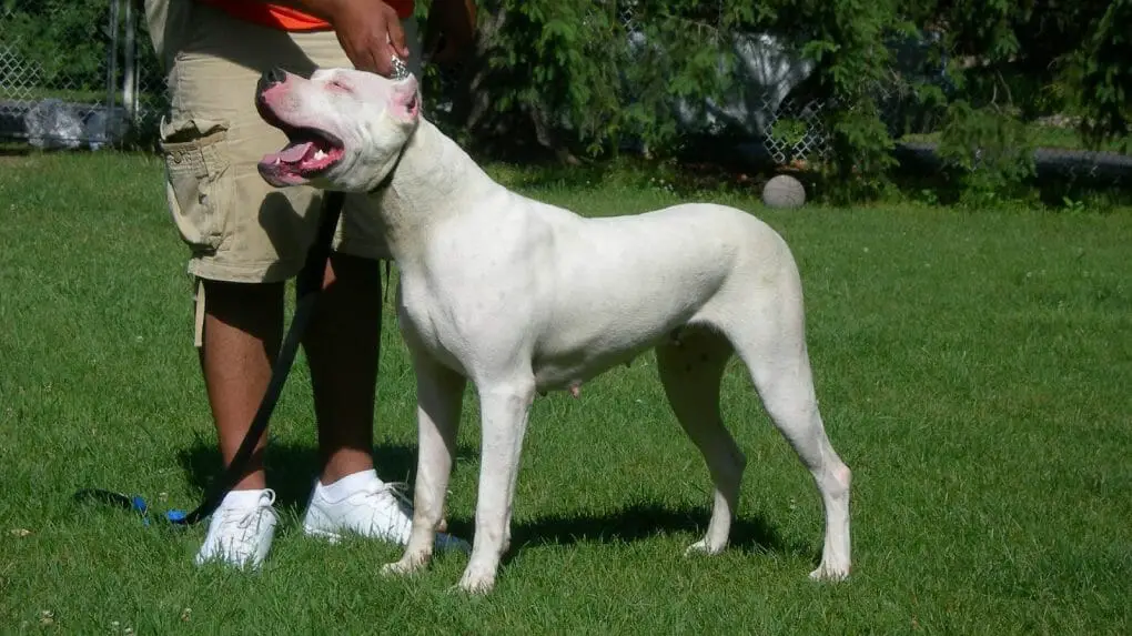 How Fast Can a Dogo Argentino Run? Their Speed + 5 Ways to Improve It - PawCited