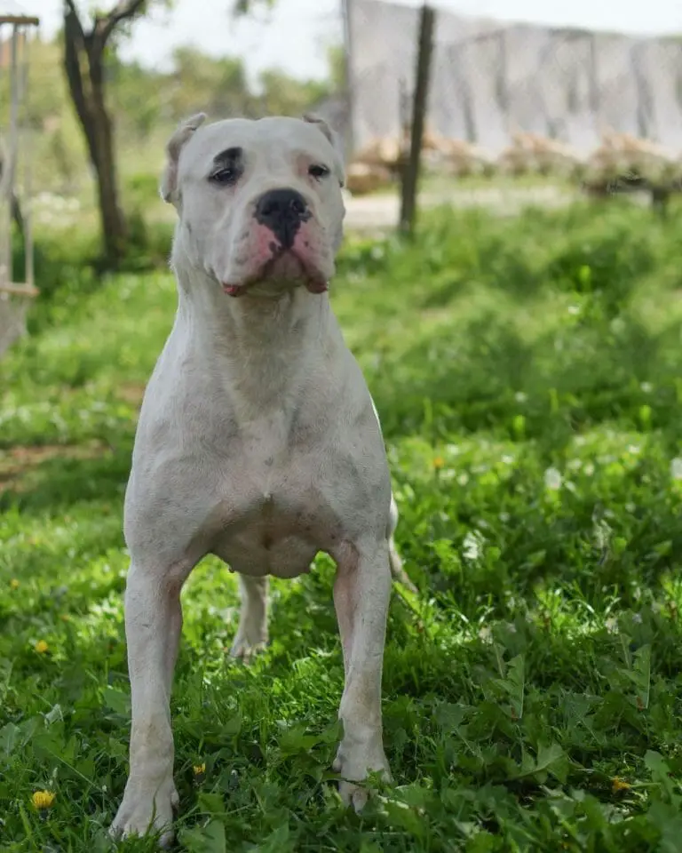 Dogo Argentino vs American Bulldog: Breed Traits, Differences, and More