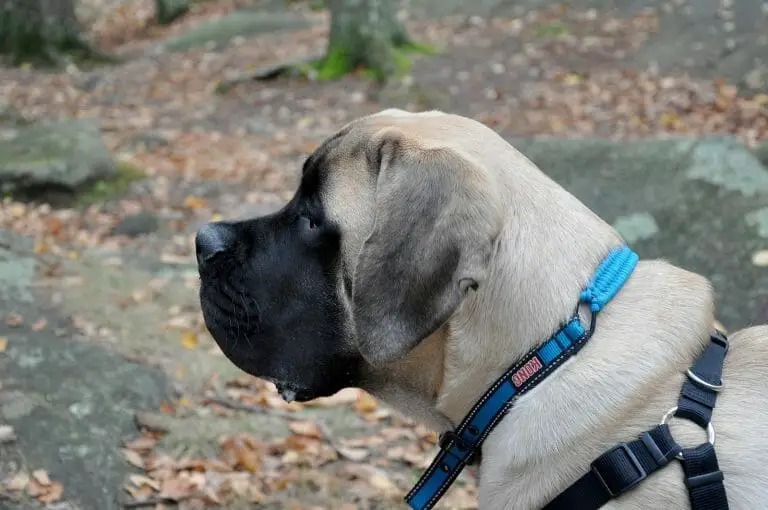 Best Harness for English Mastiffs:  A Review of All Bestsellers