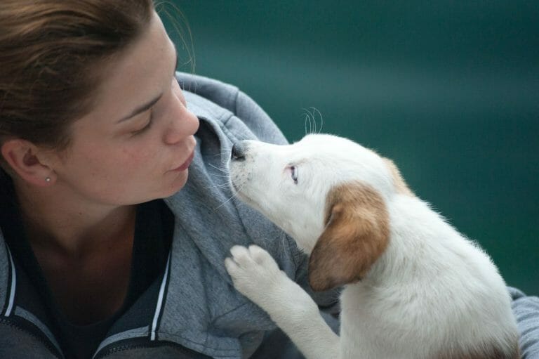 Best Dog Rescues in Eugene, Oregon [12 Adoption Places]
