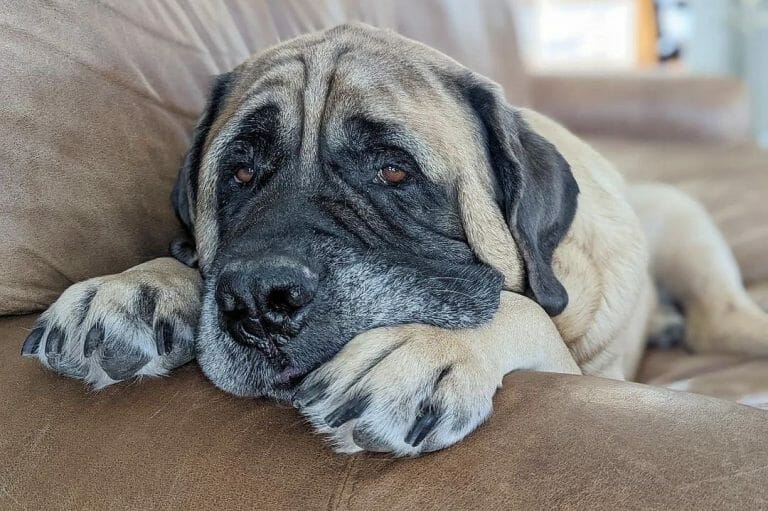 Best Dog Bed for English Mastiff: 9 Top-Sellers You’ll Love