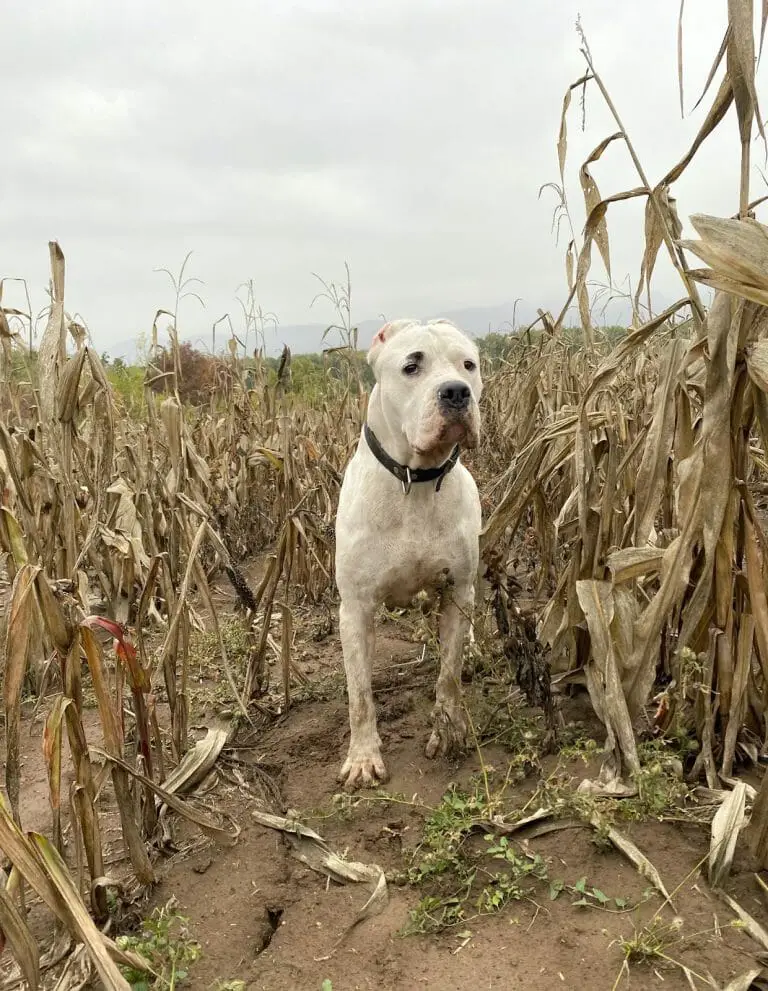 Dogo Argentino vs Puma: Which One is Stronger?