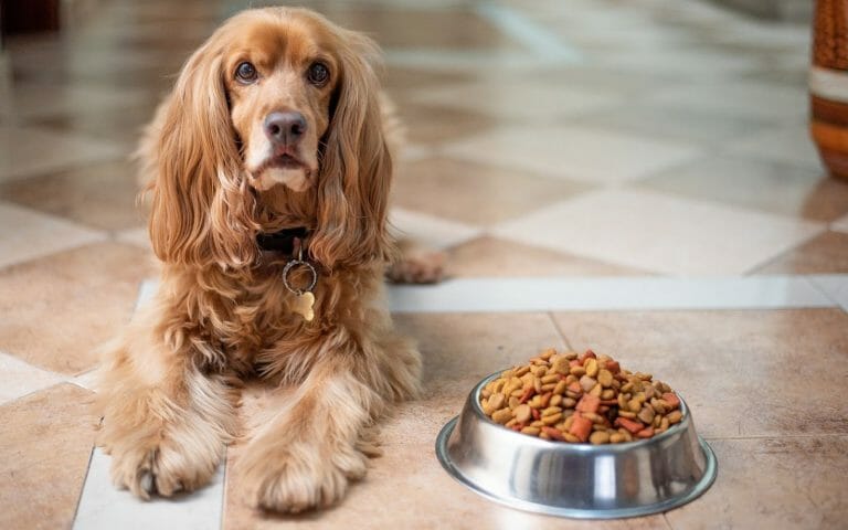 Best Dog Food for Poop Eaters: 9 Dog Food You Need