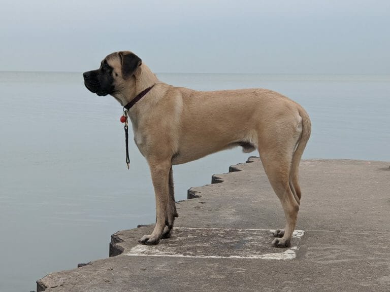 Best Dog Food for an English Mastiff: 2022’s 8 Must-Buys