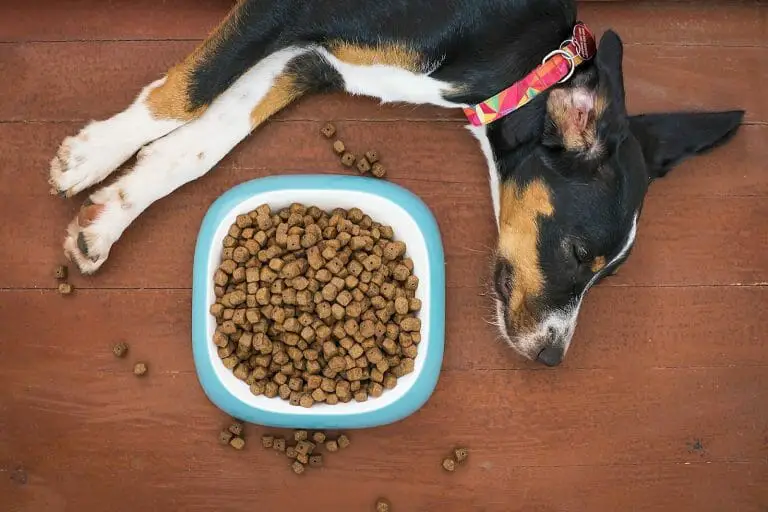 Best Dog Dry Food: 14 Excellent Choices Dog Owners Trust