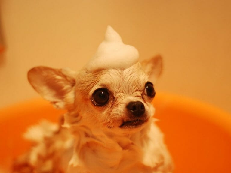 16 Best Dog Shampoos: Trusted and Effective Must-Haves