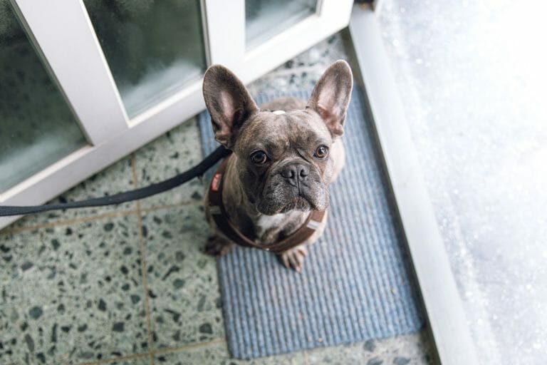 Best Dog Doors [ 15 Bestsellers You Need to Know About]