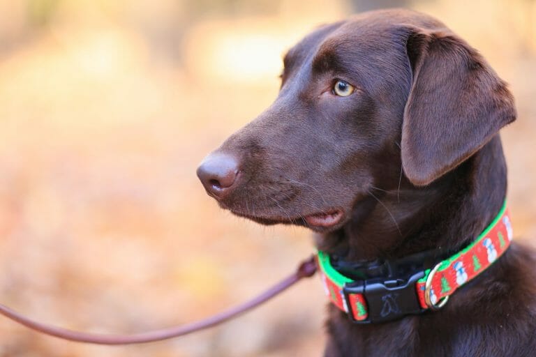 Best Dog Collars [15 Tough-to-Beat, Expert-Approved Collars]