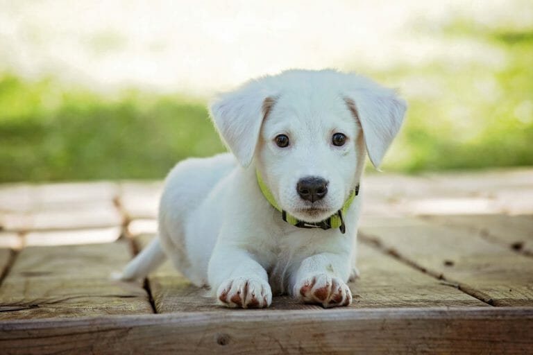 Best Dog Rescues in Ireland [14 Recommended Places To Adopt]