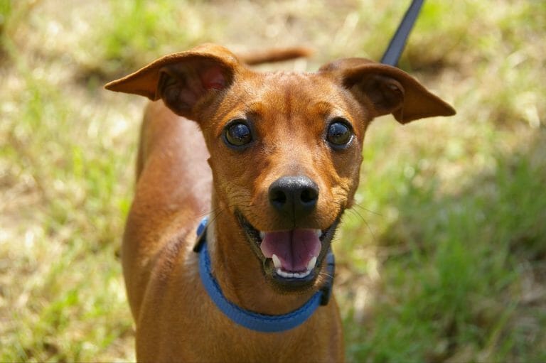 Best Dog Rescues Near Jacksonville, FL [Your Go-To Guide]