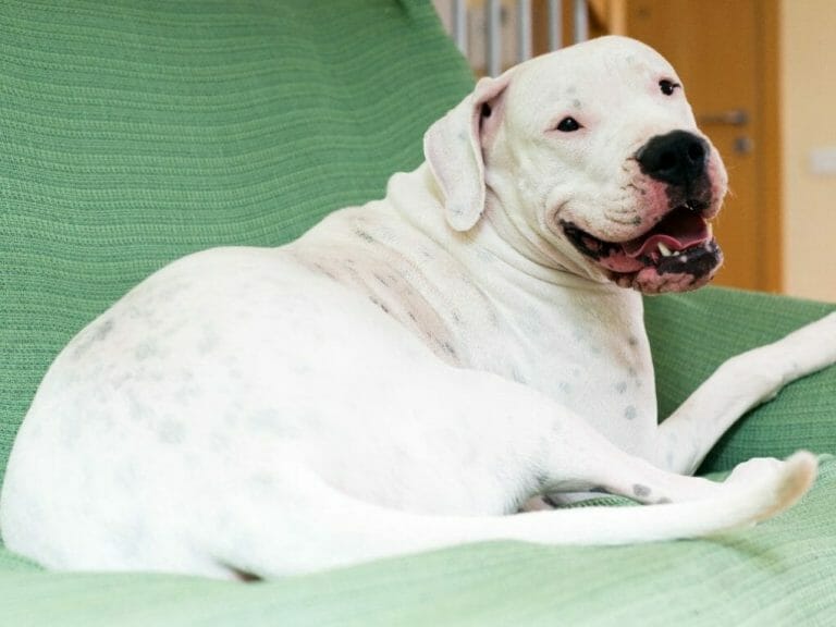 Dogo Argentino vs. Bear: Getting to Know Dogs and Bears