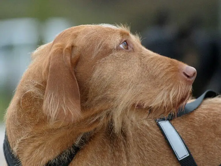 How Fast Can a Vizsla Run: Understanding the Speed of This Dog Breed