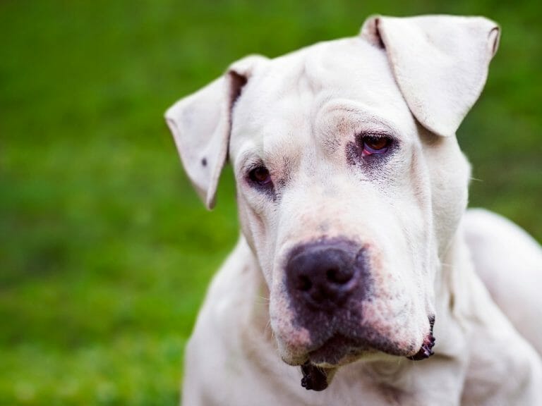 The Dogo Argentino vs. Mountain Lion: A Comparison