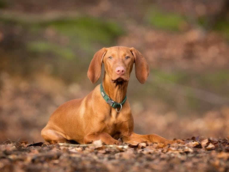 How Big Do Vizslas Get: Everything You Need to Now About This Breed’s Size