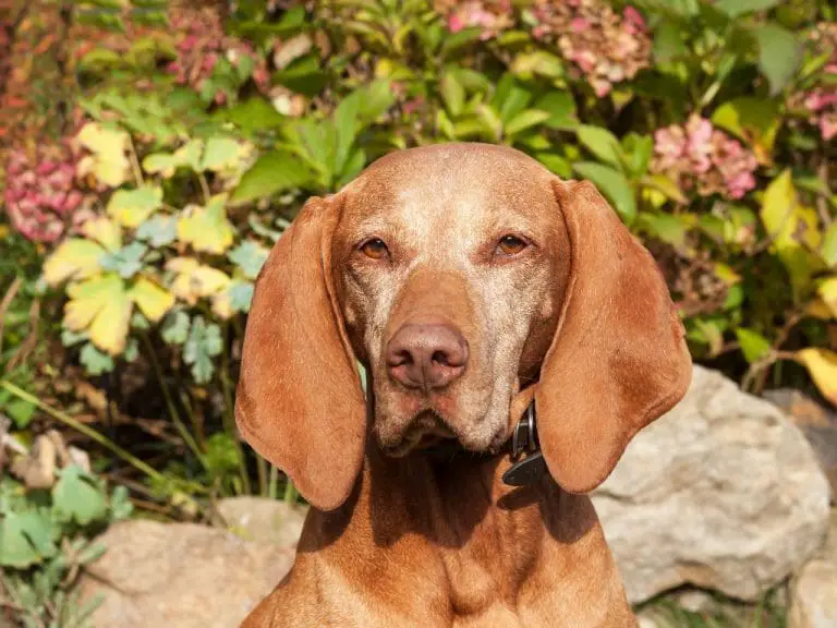 When Do Vizslas Stop Growing: Everything You Need to Know About the Growth of This Dog Breed