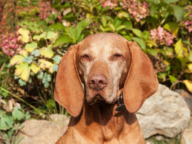 When Do Vizslas Stop Growing: Everything You Need to Know About the Growth of This Dog Breed