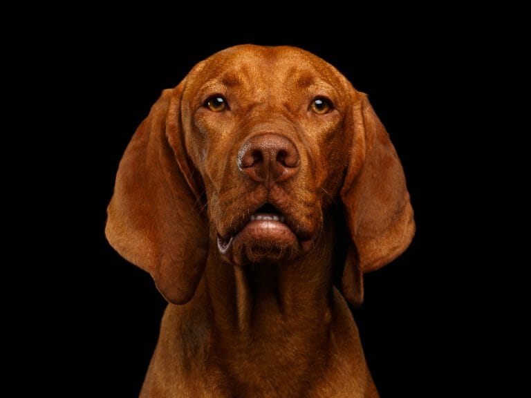 Are Vizslas Good Family Dogs: Pros and Cons of Vizslas As Family Dogs