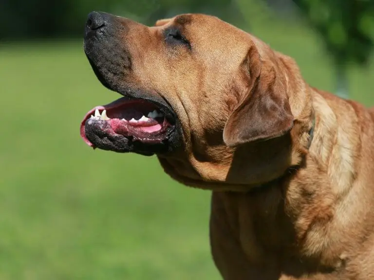 Tosa Inu vs. Presa Canario: A Guide for Dog Owners