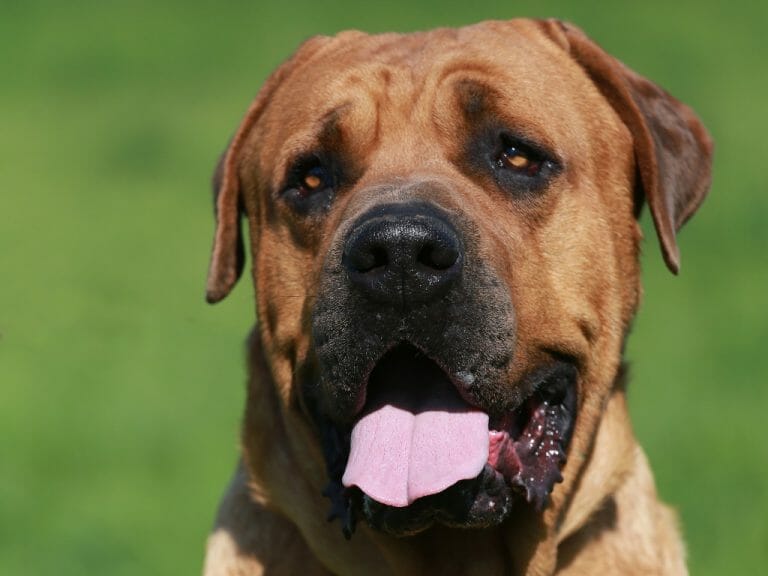 Tosa Inu vs. Fila Brasileiro: A Comprehensive Guide for Comparison