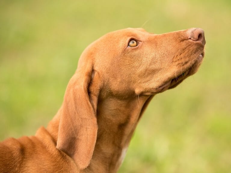 How Long Do Vizslas Live: Helping Your Pet Dog Live Longer