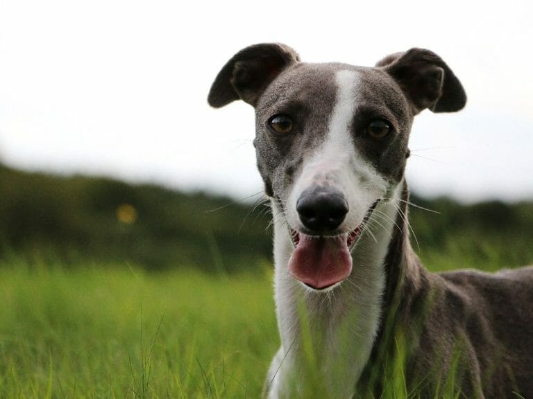 When Do Whippet Puppies Lose Their Teeth: Things You Need to Know About Dog Teeth