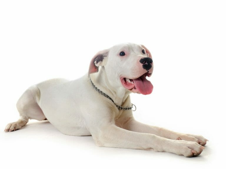 Dogo Argentino vs. Doberman: Which Is the Suitable Dog Breed for Families