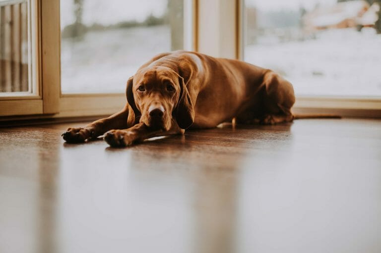 Do Vizslas Like to Swim: Understanding This Dog’s Preferences and Some Tips in Making Them Swim