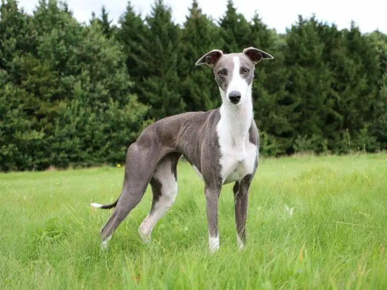 How Long Do Whippets Live: Tips to Prolong Your Whippet’s Life and Their Causes of Death