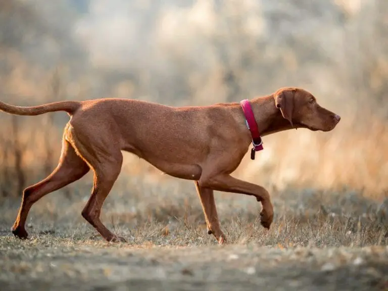 Are Vizslas Good Hunting Dogs: Characteristics That Make Them Good Hunters