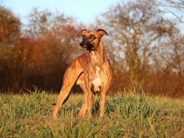 How Long Should a Whippet’s Claws Be: What You Need to Know About Whippet Claws