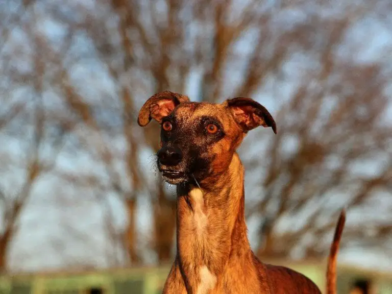 Whippet Colours: Different Colors of Whippets You Can Choose From