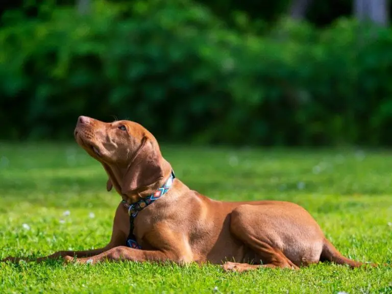 Vizsla or Weimaraner: A Guide for Choosing the Perfect Dog Breed for You