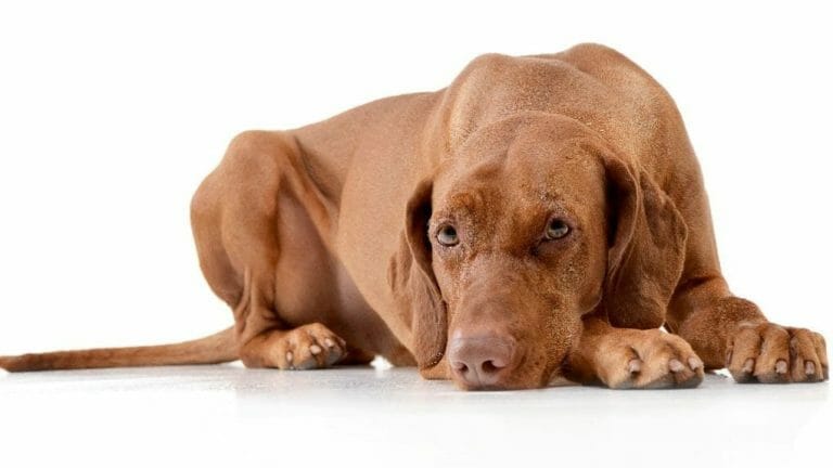 Do Vizslas Have Webbed Feet: The Interesting Features of This Breed