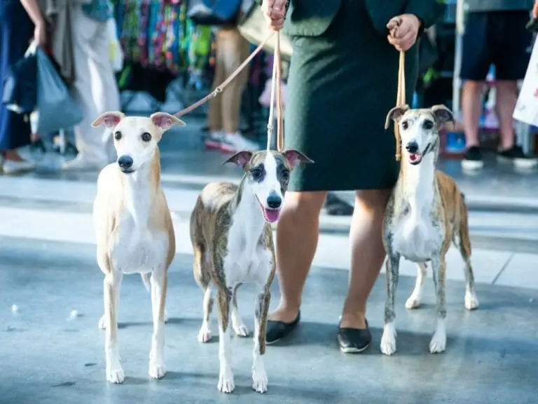 Male or Female Whippet: Choosing Between Male and Female Whippet